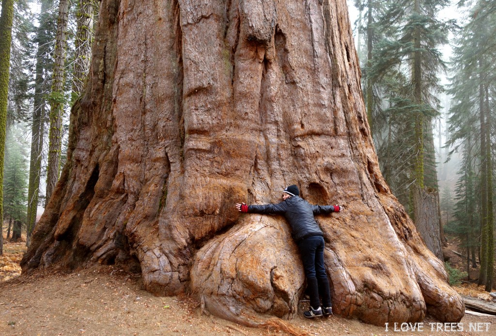 Sequoia National Park I Love Trees