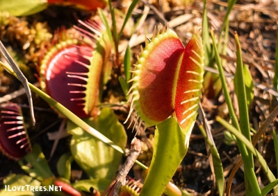 Stanley Rehder Carnivorous Plant Garden – Gardens Visitor