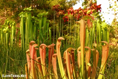 Stanley Rehder Carnivorous Plant Garden – Gardens Visitor