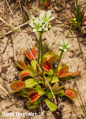 Stanley Rehder Carnivorous Plant Garden – Gardens Visitor