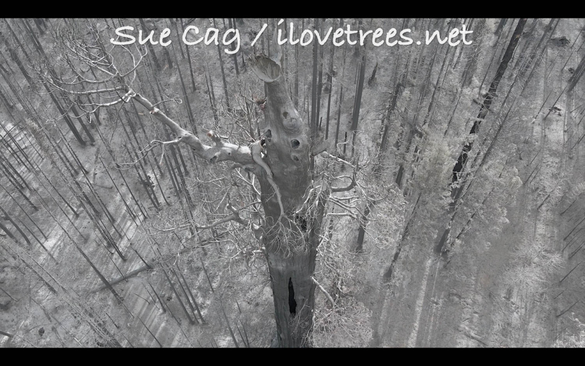 Alder Creek Grove Aerial Video After Fire I Love Trees