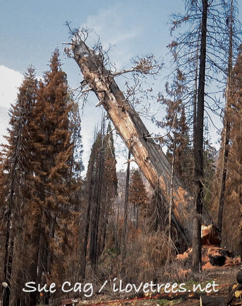 Giant Sequoia Cut Down In Alder Creek Grove June 3rd 2021 