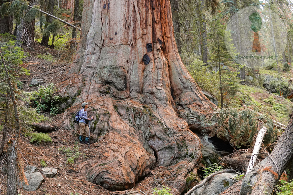 Eden Creek Grove in 2023