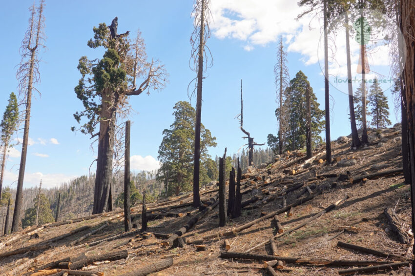 Packsaddle Grove Logging