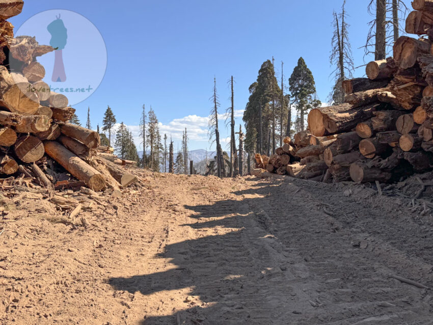 The logging of Packsaddle Grove.