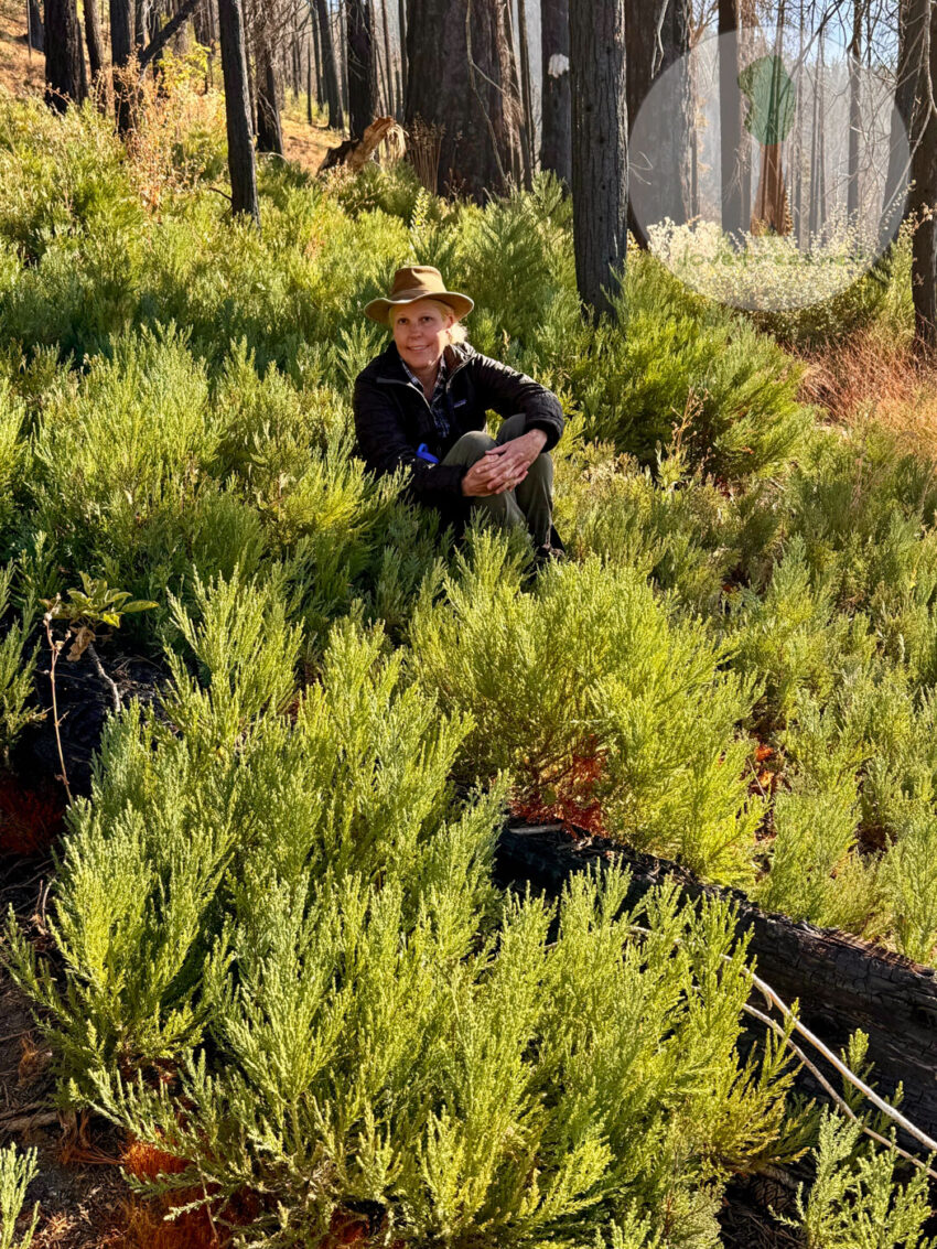 South Peyrone Grove Seedlings