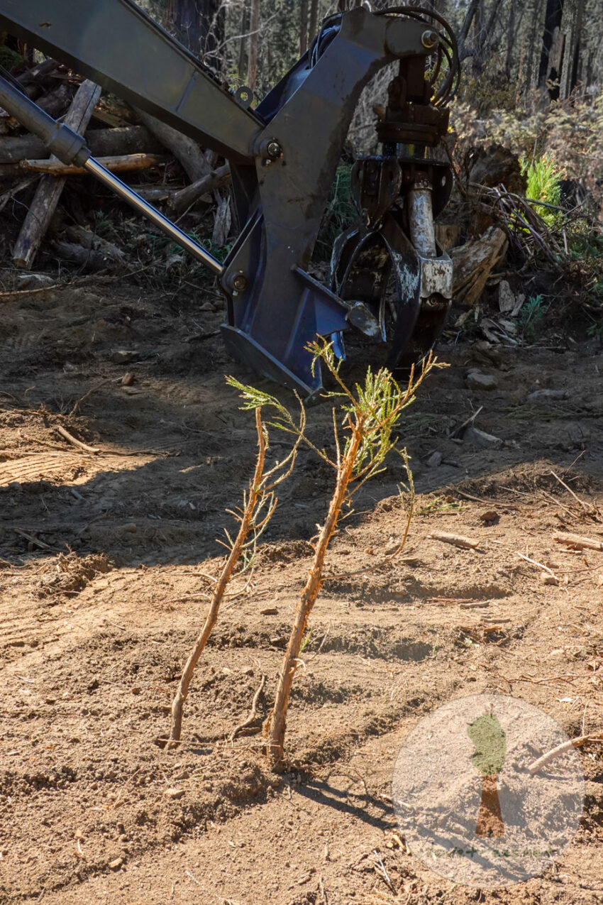 Giant Sequoia Seedlings Bulldozed and Killed in Black Mountain Grove